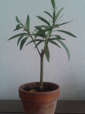 20150328_155324.jpg