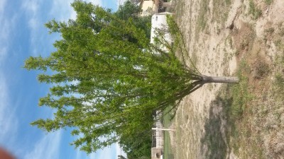 Fruit tree