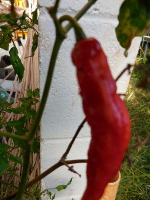 2014 ghost peppers starting to make peppers again