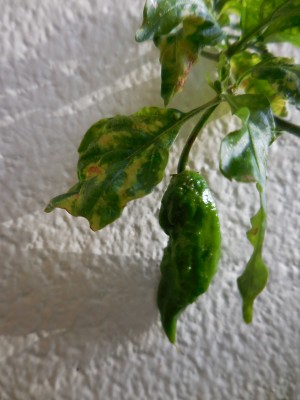 Bhut Jolokia