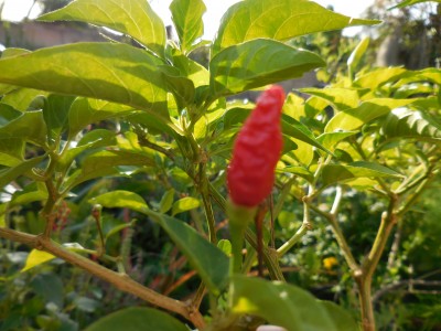 Hawaiian chili (tabasco) in  its' new pot.  The most popular pepper around here. It is probably about 50,000 scoville units.