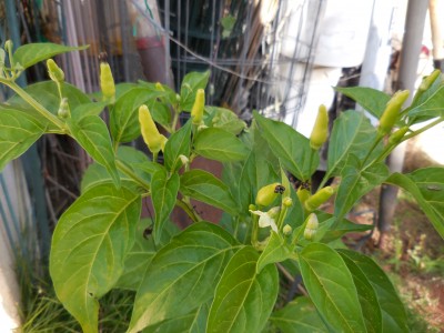 A wild Superchili.  It is a little bigger than Hawaiian tabasco, and has about the same heat.  Because it is a little bigger, I get more chilies from it.  The birds will eat all the Hawaiian chilies and just leave the calyxes unless it is caged or there is something better for them to raid.