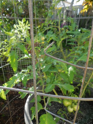 Beefsteak tomato with first fruit