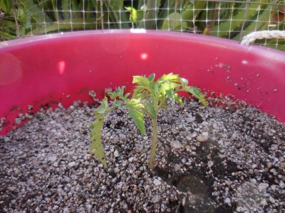 Just planted red cherry tomato