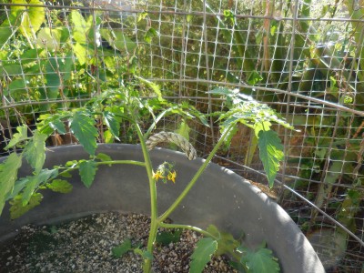 I decided to keep this volunteer tomato.  It is probably a yellow one that reseeded from sungold.  Sungold is a hybrid but I liked these next gen tomatoes too. They are not as sweet as sungold but they don't crack and are very disease resistant.