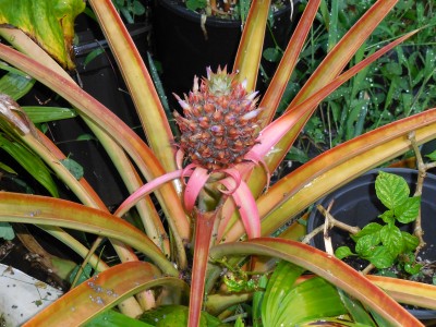 Pineapple blooming and fruit is starting to emerge