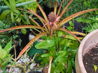 This pineapple is actually in a six inch pot.  But, I moved it out to the sun. It was in the weeds and next to a Dole pineapple which is much bigger variety.  I water in the cups and I have fertilized it twice.  Hopefully this time my pineapple will be a little bigger this time.