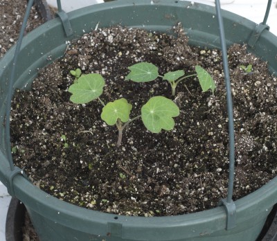 Nasturtiums