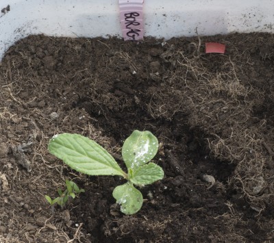 Borage