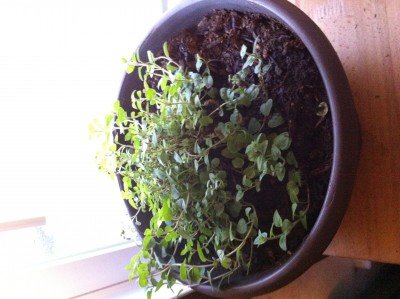 Oregano is doing okay