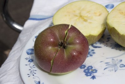 Bottom of seedless red apple  with 5 crowns.