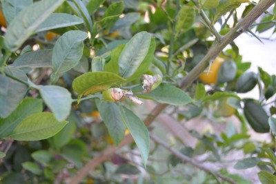 lemon tree leaves