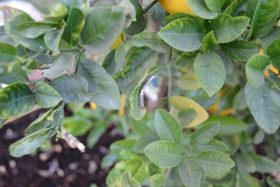 lemon tree leaves