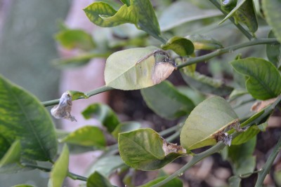 lemon tree leaves