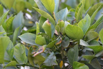 lemon tree leaves