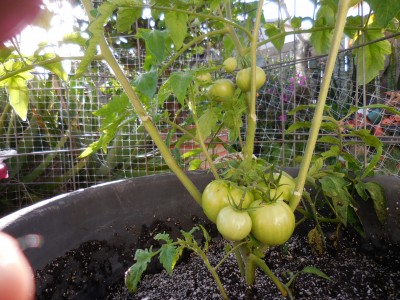 Beefsteak Tomato