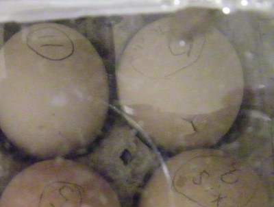 Here is a picture of the first pipped egg.