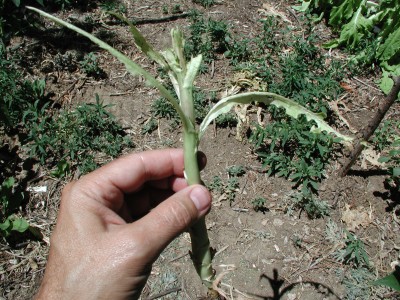 P1010004.JPG