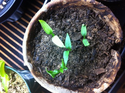 Bell pepper seedlings! A couple of them don't look great, but I see some true leaves coming in anyways :)