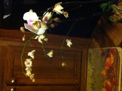 I really have no idea what I did to this poor orchid.