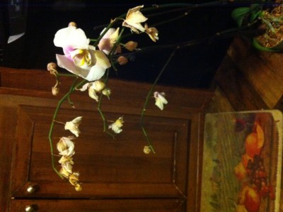 All the flowers are falling off