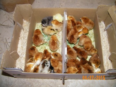 Rhode Island Reds, 3 Easter Eggers, 1 white Wyndonette, 1 silver laced wyndonette and another free exotic chick.