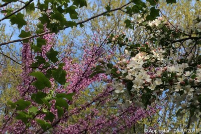Redbud and wild Crabapple with Tulip poplar tree leaves