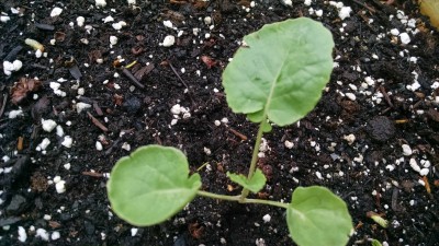 broccoli cracked leaves.jpg