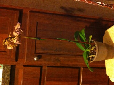 I think this orchid is ready for the spike to be cut.