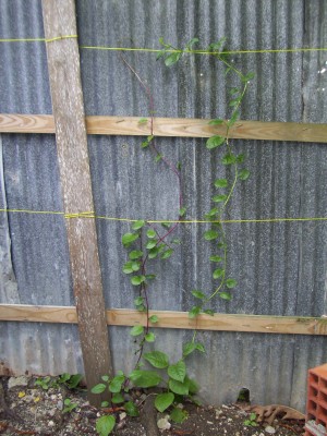 Two of my four Malabars which I've trained onto the enclosure around my backyard.