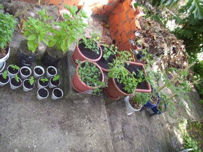 There are multiple plants on almost every step (not all can be seen); my husband thinks we will soon be unable to get down the steps :)