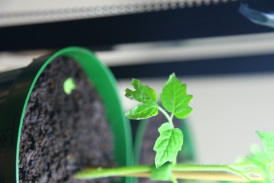 Tomato Plant Leaf Drying out