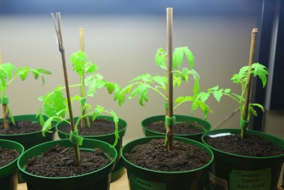 Tomato Leaves Sagging