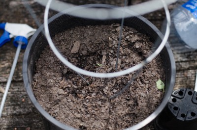 Zebra Hippie Tomato