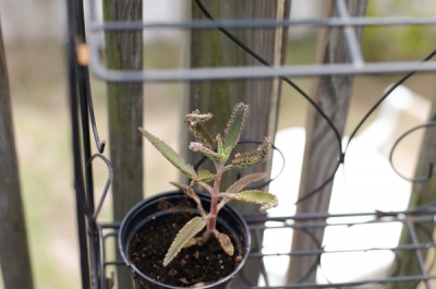 Mother of Thousands