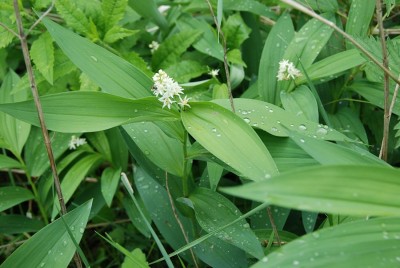 Plant ONE (above)