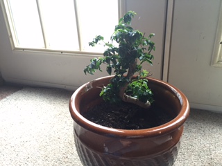 tree in pot that I transplanted to a few months ago