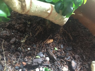 some roots above soil