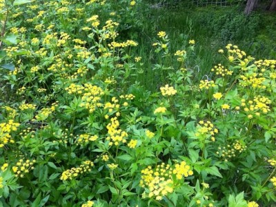 Golden Alexanders in full bloom