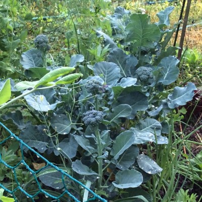 (I harvested the looser looking ones -- the kids gobbled them up and left me the stems and leaves -- though they were quite delicious so I didn't mind....)