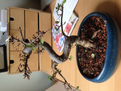 Chinese Elm