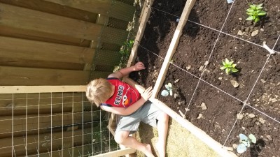 Planting broccoli