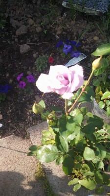 received_854178147971061.jpeg