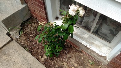 IMG_20150529_150854068.jpg