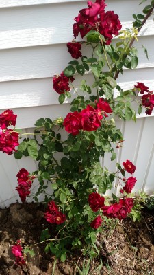IMG_20150530_111326863.jpg
