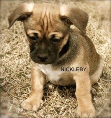 nickleby.jpg