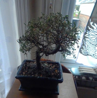 My Chinese elm, this side is facing away from the window, and looks less healthy than the other side.
