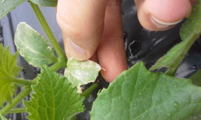 Strange white discoloration on one of the leaves. This moslty appears on some lower leaves of cucumbers and I have pruned some of them.