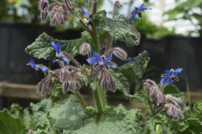 Borage Blooms