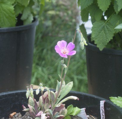 Calandrina Blooms